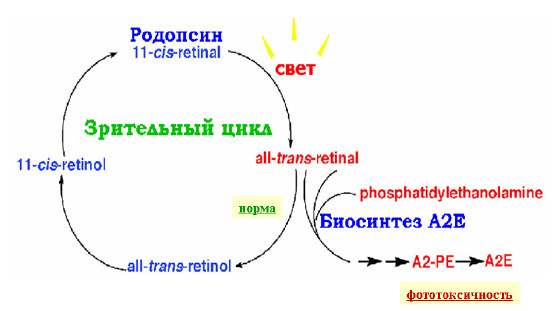 Схема фотохимического зрительного цикла