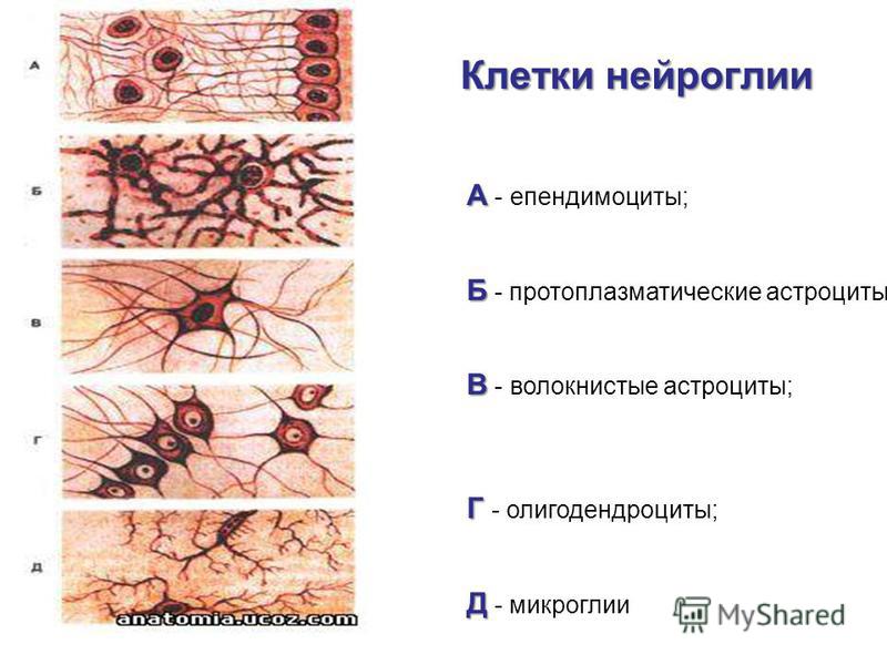 Глиальные клетки рисунок