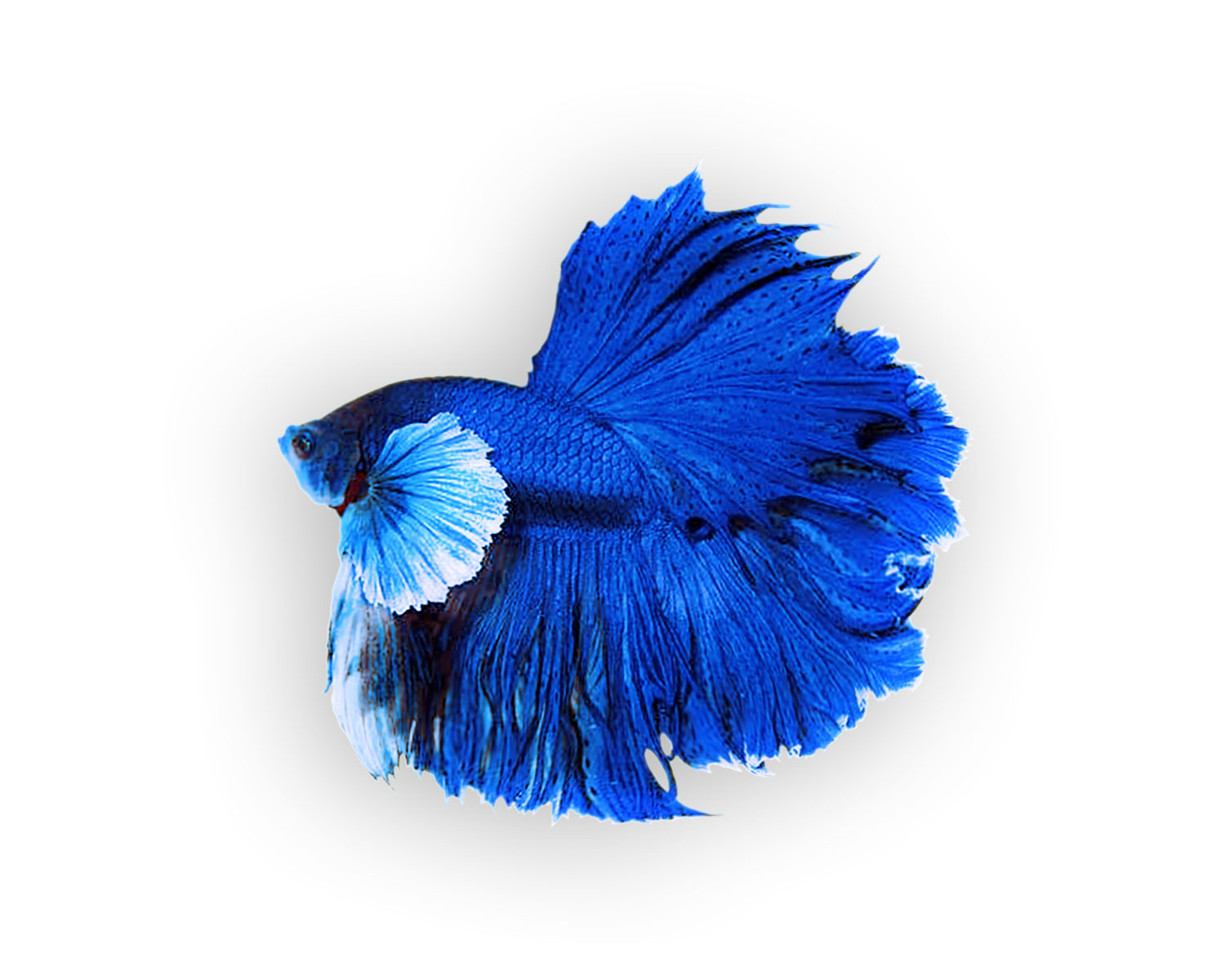 Рыбка петушок голубая