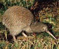 Brown kiwi.jpg