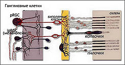 Fotorezeptori sethatki+.jpg
