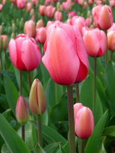 Tulip - floriade canberra.jpg