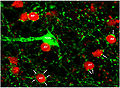 A dopaminergic amacrine cell.jpg