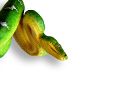 Emerald tree boa 002.jpg