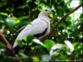 Pied Imperial Pigeon.jpg