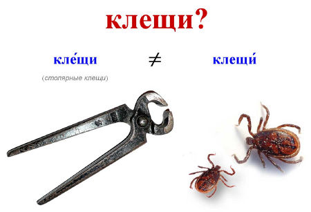 Клещи.jpg