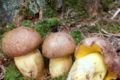 Boletus appendiculatus2.JPG