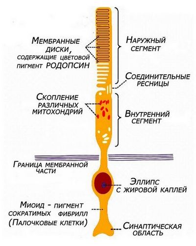 Палочки и колбочки картинки