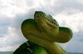 Emerald tree boa wild.jpg