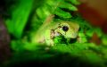 Litoria caerulea junior.jpg