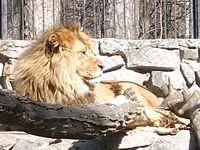 NSK-ZOO-leo.jpg