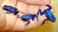 Dendrobates tinctorius var. Azureus jr3.jpg