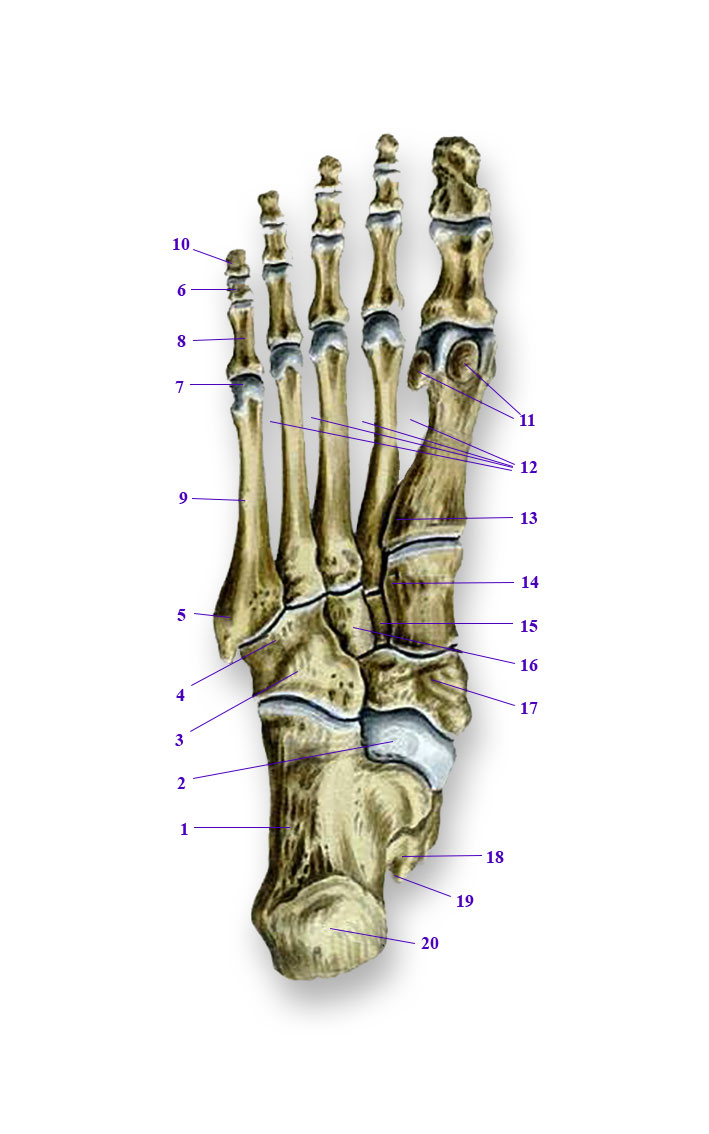 Ступня анатомия. Строение стопы человека кости. Стопа анатомия строение кости. Кубовидная кость анатомия. Пястные кости стопы.