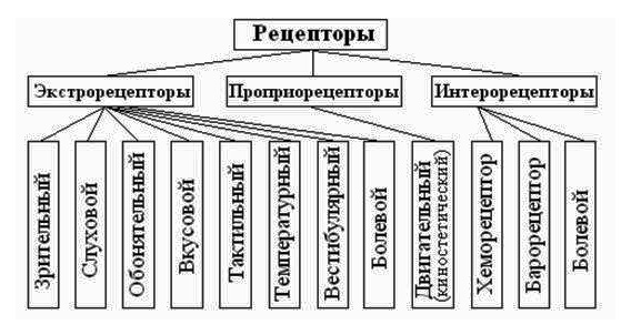 Какие виды рецепторов вам известны ответ проиллюстрируйте в виде опорной схемы