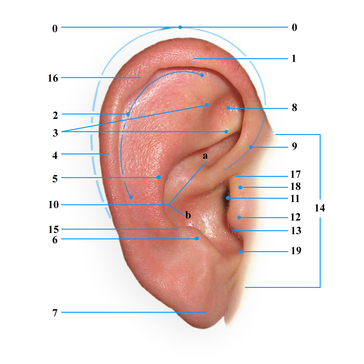 Железы ушной раковины. Строение наружного уха анатомия латынь. Строение уха мочка уха. Мочка ушной раковины анатомия. Наружное ухо анатомия латынь.