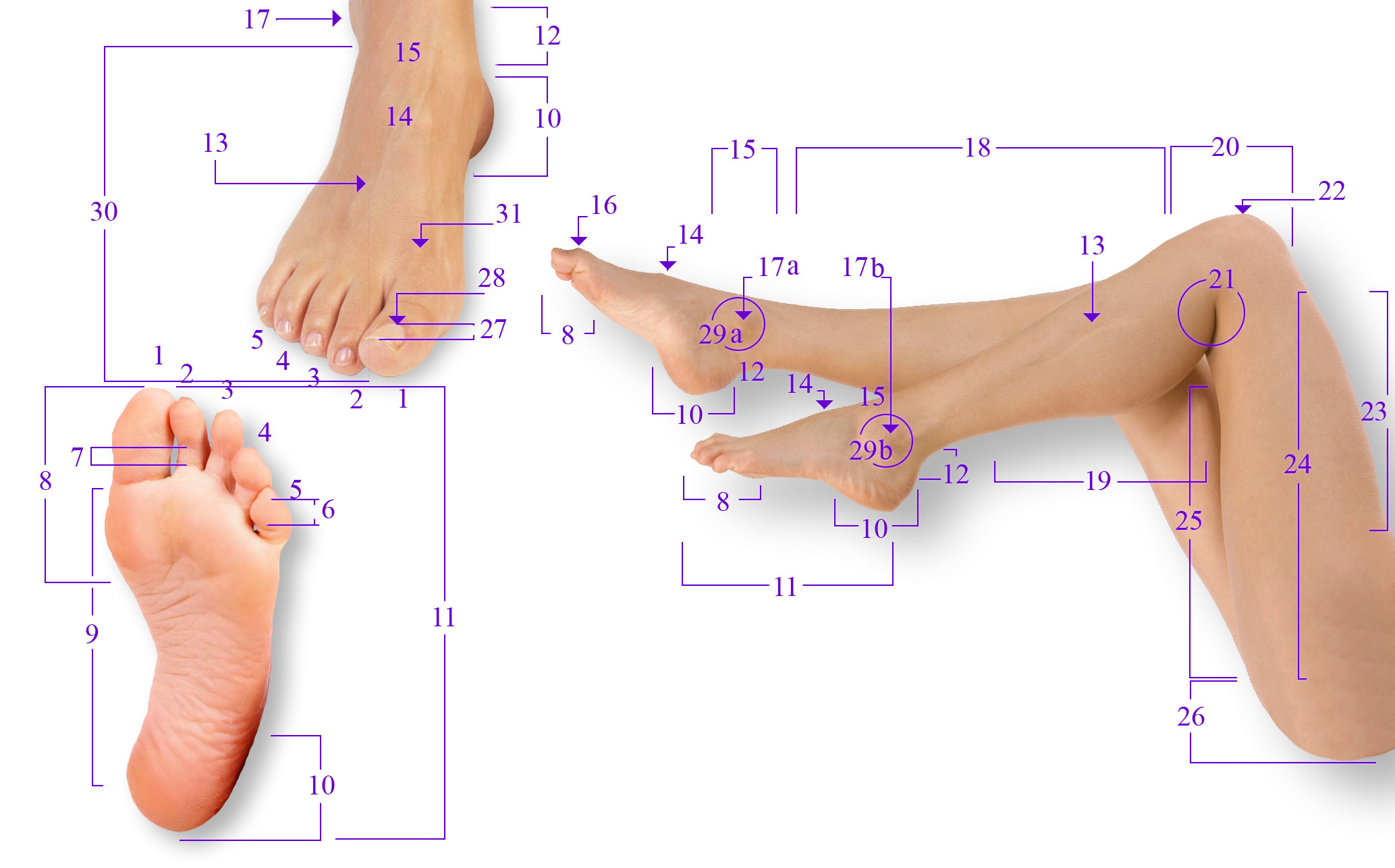 Щиколотки и лодыжки разница. Части тела ноги человека названия. Как называются части ноги у человека. Название частей ноги у человека ниже колена. Как называются части тела на ноге.