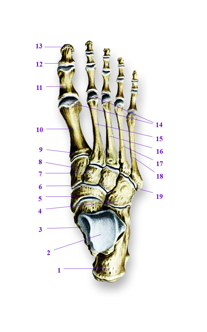 Кости подошвы. Строение ступни человека кости. Кубовидная кость стопы анатомия. Скелет стопы человека. Анатомия ладьевидной кости стопы.