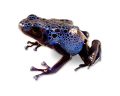 Dendrobates tinctorius azureus.jpg