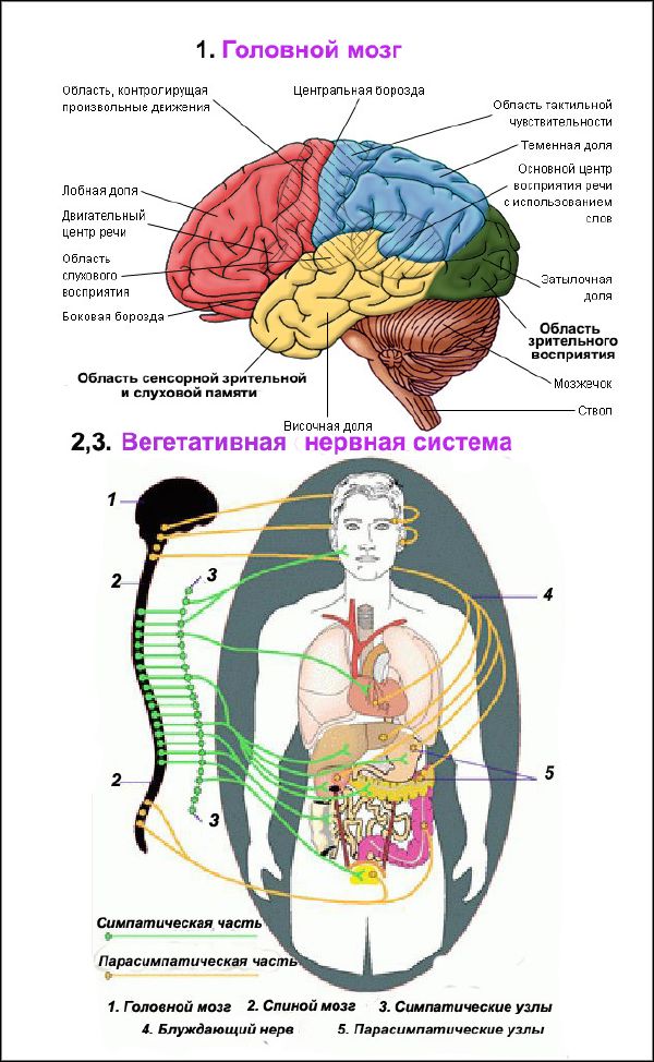 Вегетатика. Вегетативная нервная система подразделяется на два отдела. Вегетативная нервная система головного мозга. Вегетативность нервная система. Вегетативная нер система.