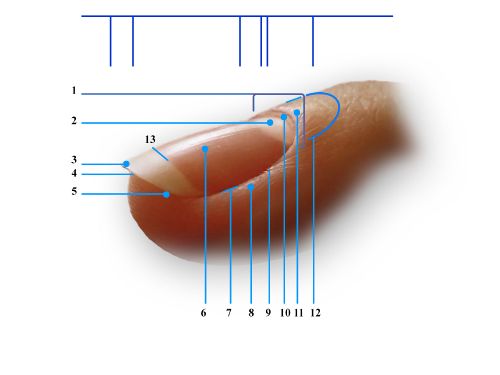 Строение ногтя фото с описанием