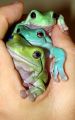 Litoria caerulea trio.jpg