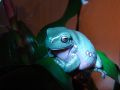 Litoria caerulea 3.jpg