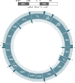 D-loop of mtDNA.gif