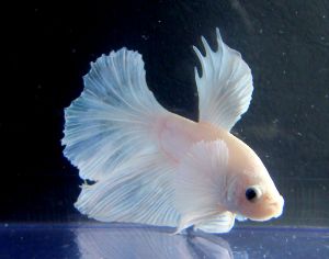 Dumbo betta.jpg