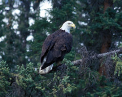 Haliaeetus leucocephalus cayu.jpg