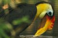 Lightmatter hornbill2.jpg