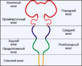 Peredniy mosg.jpg