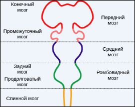 Peredniy mosg.jpg