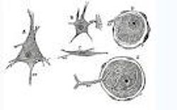 Меланопсинсодержащие ганглиозные клетки сетчатки