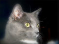 Russian blue.jpg