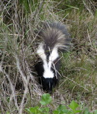 Striped skunk Pepe.jpg