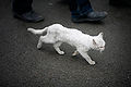 RM-2010-Novosibirsk-Photo-White-Cat-1.jpg