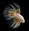 Crowntail Betta cream.jpg