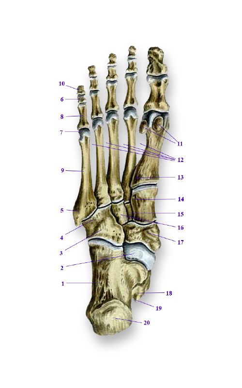 Название костей стопы человека с рисунком