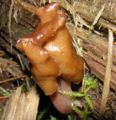 Gyromitra infula.JPG