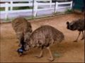 Emu.jpg