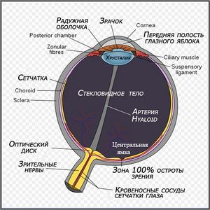 Schematic diagram of the human eye en .jpg