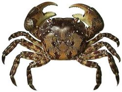 Hemigrapsus sanguineus.JPG