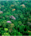 Forest on Barro Colorado.png