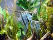 Freshwater angelfish biodome.jpg