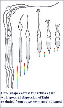 Палочки и колбочки в сетчатке распределены