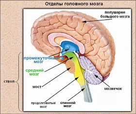 Golovnoy mosg(1).jpg