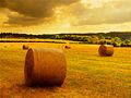 Stack of hay.jpg