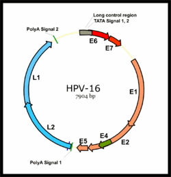 Hpv16b.gif