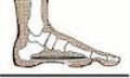 Foot flat1.gif