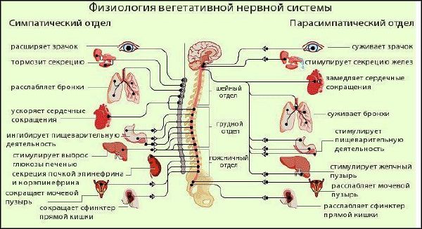 Общая схема строения нервной системы человека